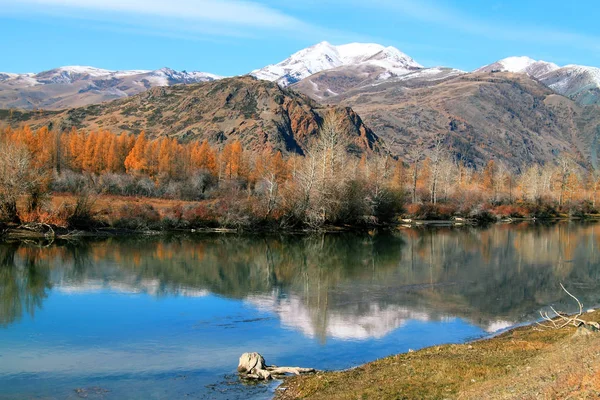 Paisagem de outono com montanhas e larches amarelos — Fotografia de Stock