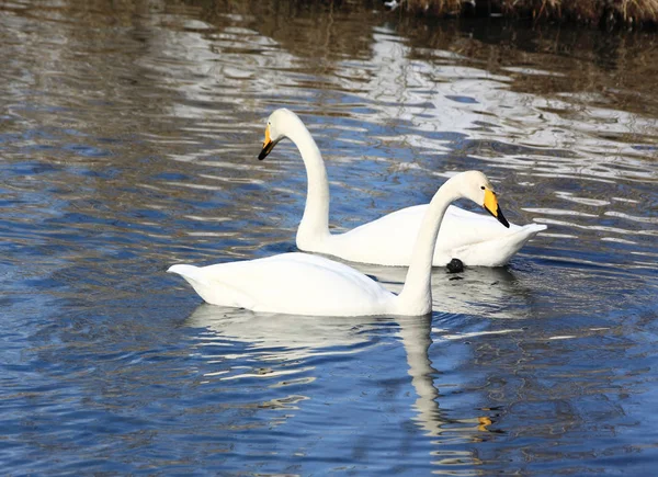 Two white swan — Stock Photo, Image