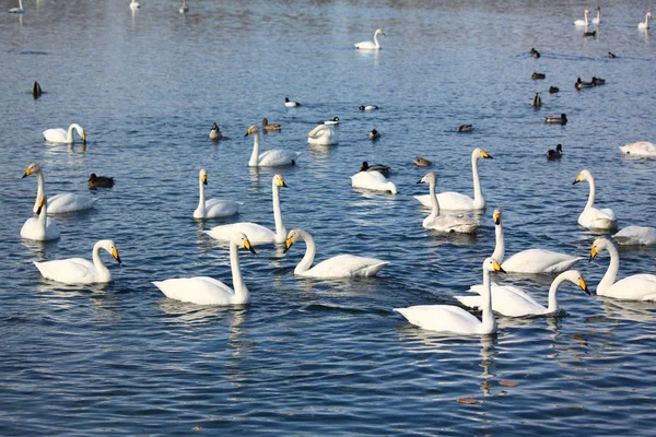 Wintering of swans on lake in Altai — Stock Photo, Image