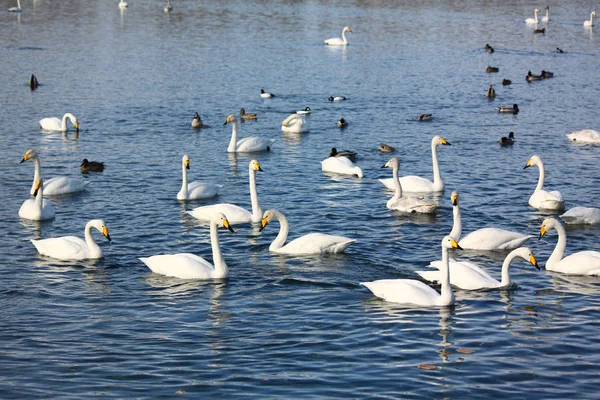 Invierno de cisnes en el lago de Altai — Foto de Stock