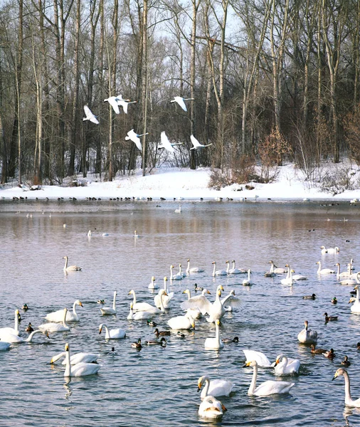 Wintering of swans on lake in Altai — Stock Photo, Image