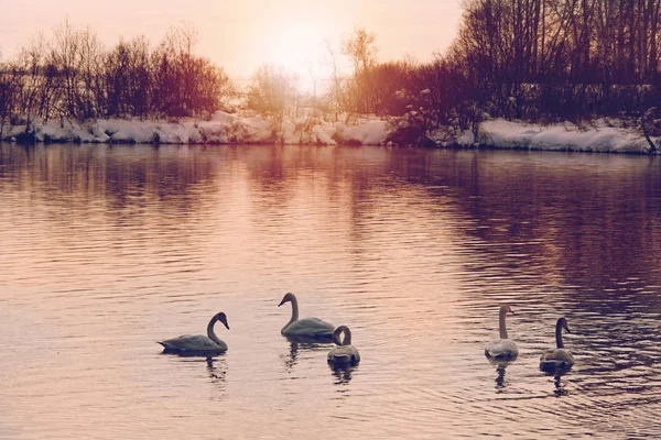 Swans in beams sunset — Stock Photo, Image