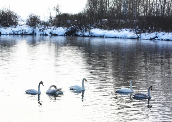 Wintering of swans on lake in Altai — Stock Photo, Image