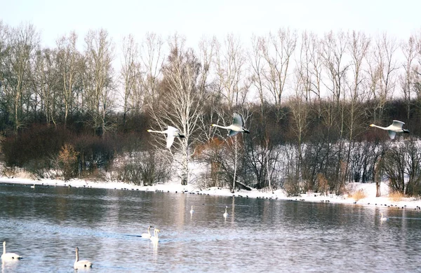 Wintering of swans on lake in Altai — Stock Photo, Image