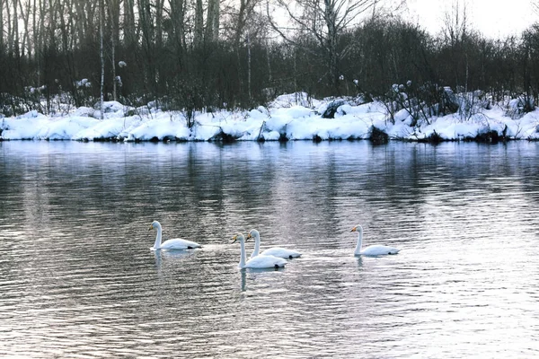 Inverno de cisnes no lago em Altai — Fotografia de Stock