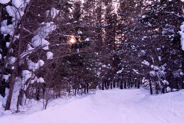 Strada invernale a un bosco — Foto Stock