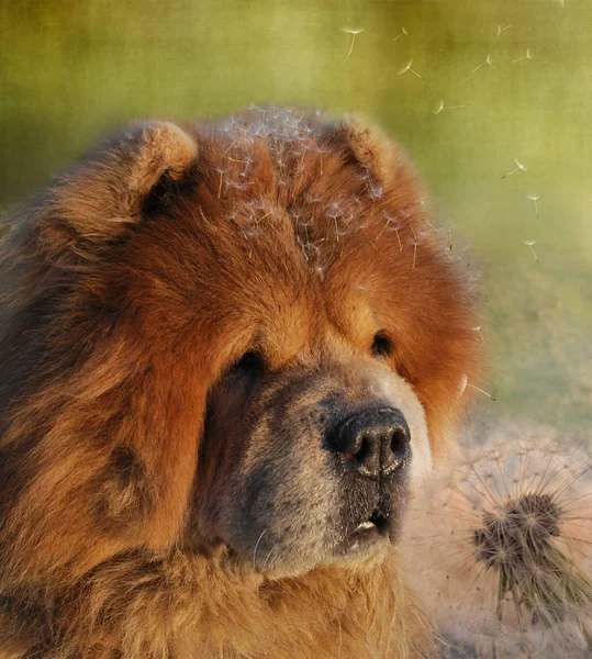 Kabarık bir karahindiba tohumları komik köpek