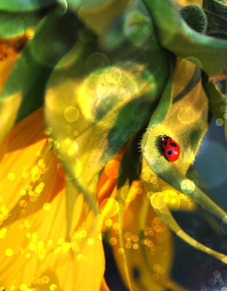 Mariquita en un girasol — Foto de Stock