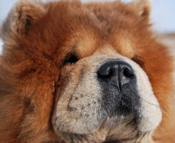 Dog of the chow-chow on walk — Stock Photo, Image