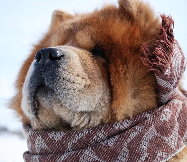 スカーフの中の犬 — ストック写真