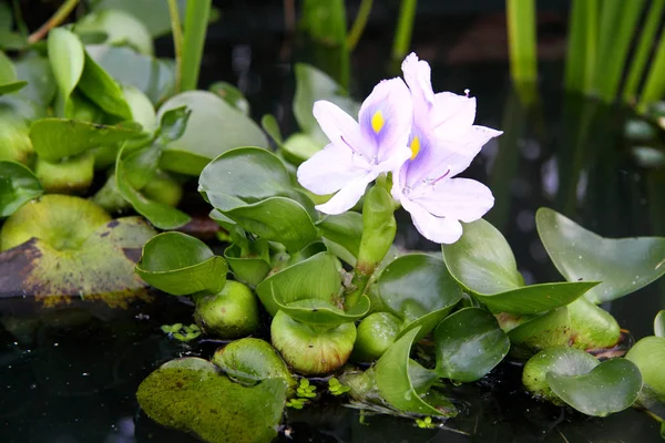 Water hyacinth in pond — Stock Photo, Image