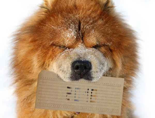 Dog holds in a mouth a punched card with figure 2018 — Stock Photo, Image