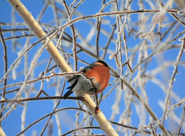 Bullfinch sits on a branch of a birch — Stock Photo, Image