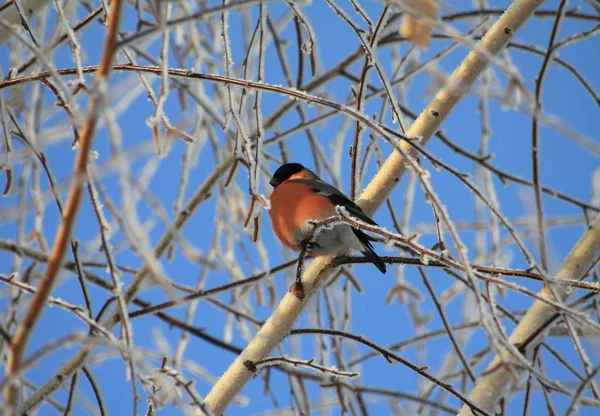 Bullfinch sits on a branch of a birch — Stock Photo, Image