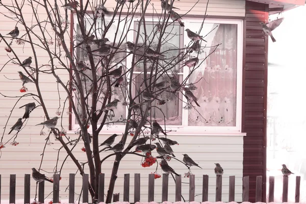 Ouzels is fed with berries of a mountain ash near the house — Stock Photo, Image