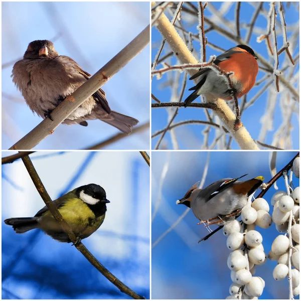 Birds- bullfinch, tit, sparrow, cedar waxwing, collage from four — Stock Photo, Image