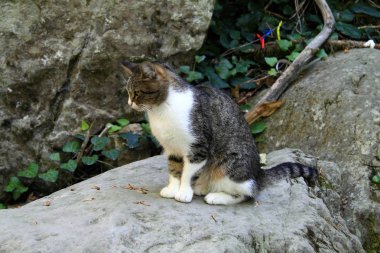 Güzel üç renkli kedi bir taş vahşi doğada oturur 