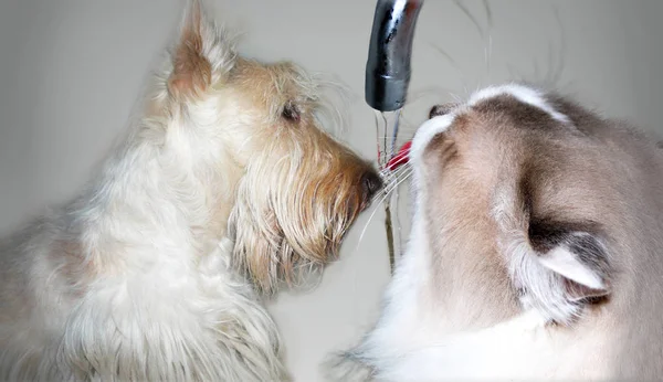 Küçük beyaz tüylü köpek ve beyaz kedi dostça su içerler. 