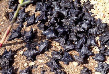 Şeytanın cevizi kumların üzerinde.