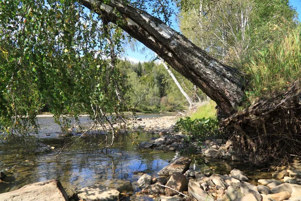 Vecchia betulla ha piegato sopra il fiume — Foto Stock