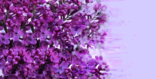 Card from purple flowers of a lilac on lilac backgroun