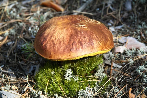 Gran Cep Musgo Verde Bosque Alegre —  Fotos de Stock