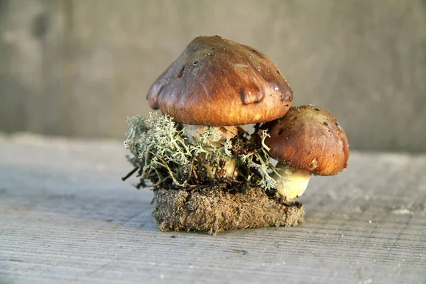 Dos Hongos Blancos Jóvenes Sobre Fondo Gris Madera —  Fotos de Stock