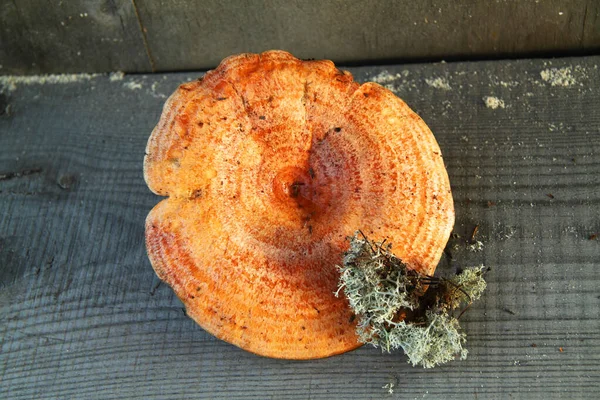 Champiñón Una Gorra Leche Azafrán Sobre Fondo Madera Gris —  Fotos de Stock