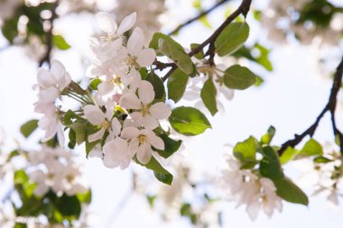 Bir bahar elma bahçesi, doğal arka plan parçası