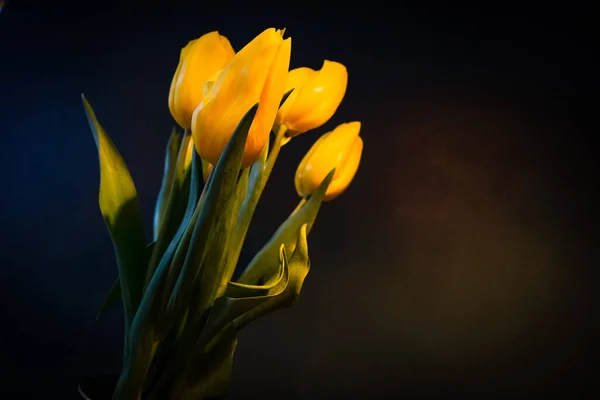 Yellow Tulips Dark Background — Stock Photo, Image