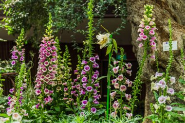 Dünyanın dört bir yanından gelen bitki ve çiçeklerin güzelliği ve çeşitliliği Singapur 'un Çiçek Kubbesi' nin tek bir çatısı altında..