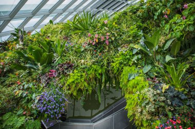 Bulut ormanı, körfez kenarındaki Garden 'ın kubbesindeki iki bahçeden biridir ve Singapur' da dünyanın en büyük sütunsuz serasıdır.