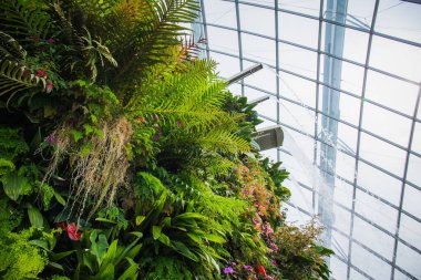 Bulut ormanı, körfez kenarındaki Garden 'ın kubbesindeki iki bahçeden biridir ve Singapur' da dünyanın en büyük sütunsuz serasıdır.