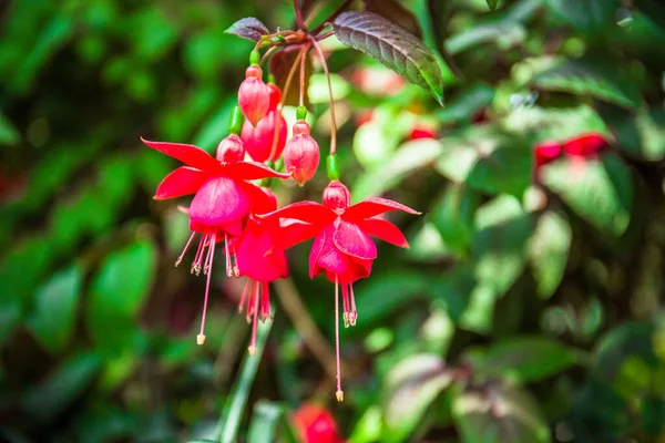 Bellezza Diversità Piante Fiori Provenienti Tutto Mondo Sotto Unico Tetto — Foto Stock