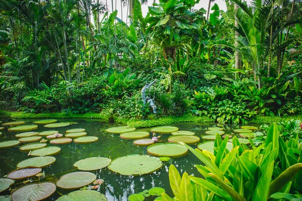 Almohadillas Lirio Agua Gigante Jardín Botánico Singapur —  Fotos de Stock