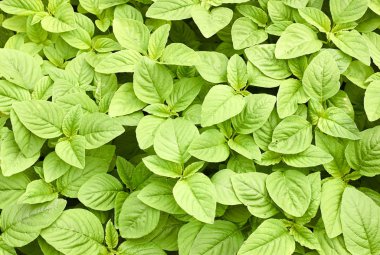 Yeşil amaranth taze büyüme geçmişi, yaprak sebze, tahıl bitkisi, protein kaynağı ve bahçede büyüyen amino asitler, tarım ve kendi kavramınızı yetiştirmek.