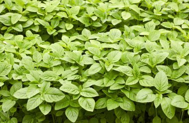 Yeşil amaranth taze büyüme geçmişi, yaprak sebze, tahıl bitkisi, protein kaynağı ve bahçede büyüyen amino asitler, tarım ve kendi kavramınızı yetiştirmek.