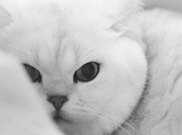 Retrato Blanco Negro Gato — Foto de Stock