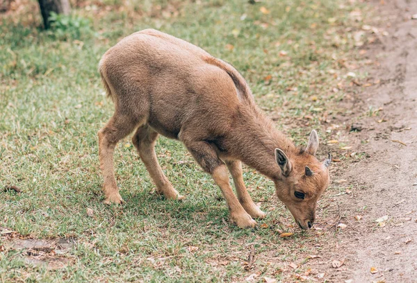 Piccole Pecore Africane Pascolo Nel Campo — Foto Stock