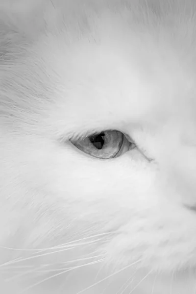 Schwarz Weiß Porträt Einer Katze — Stockfoto