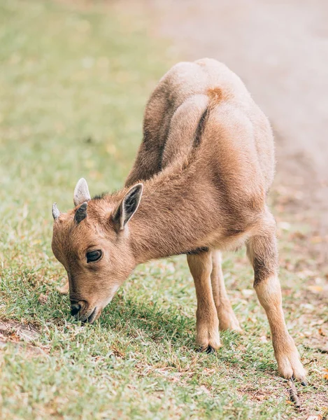 Little African Sheep Grazing Field — Stock Photo, Image