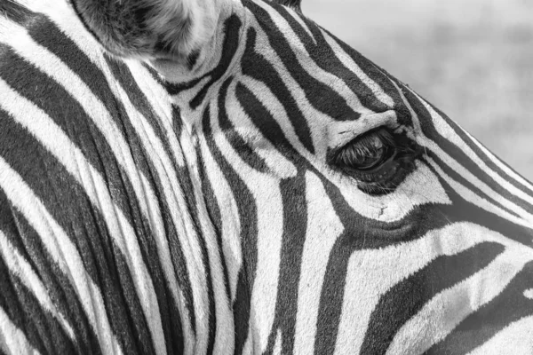 Zebra Perto Pele Zebra Listrada — Fotografia de Stock