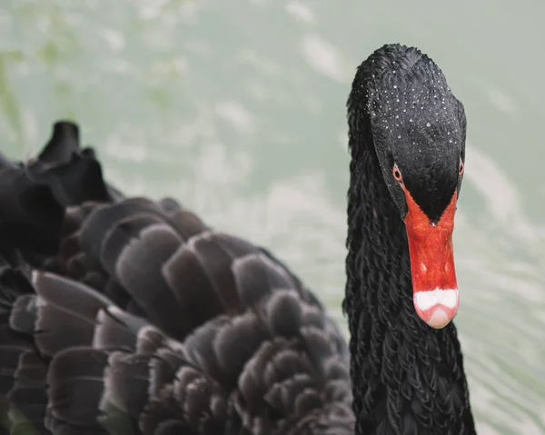 Retrato Cisne Negro — Foto de Stock