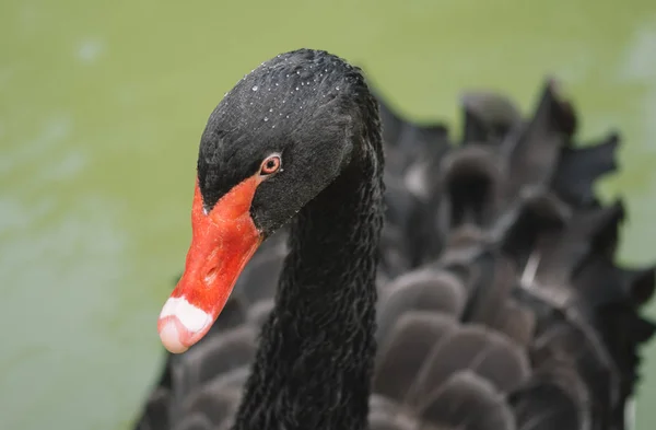 Retrato Cisne Negro — Foto de Stock