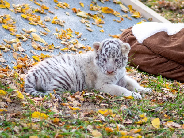 Baby tiger, cute baby animal