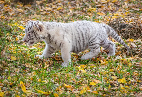 Dziecko Tygrys Słodkie Dziecko Zwierzę — Zdjęcie stockowe