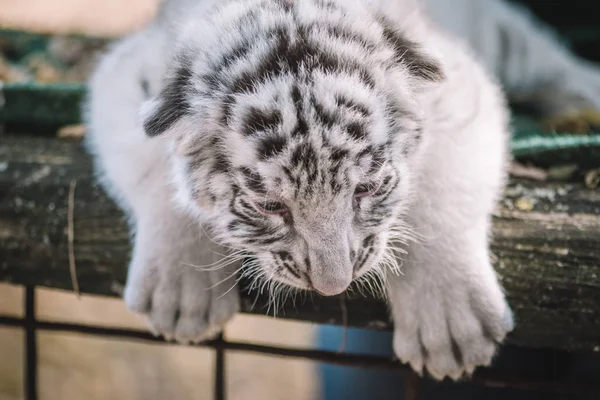 Малыш Тигр Милый Малыш Животное — стоковое фото