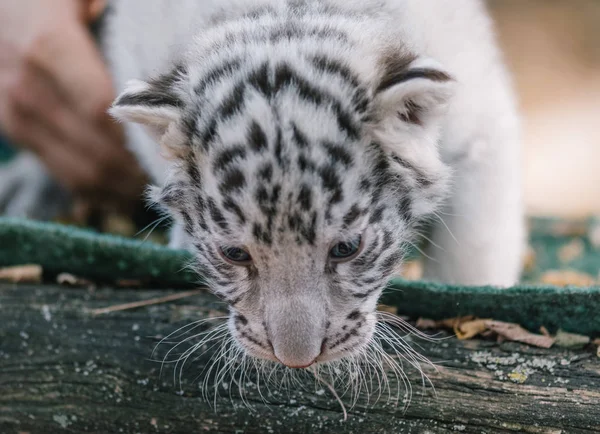 Малыш Тигр Милый Малыш Животное — стоковое фото