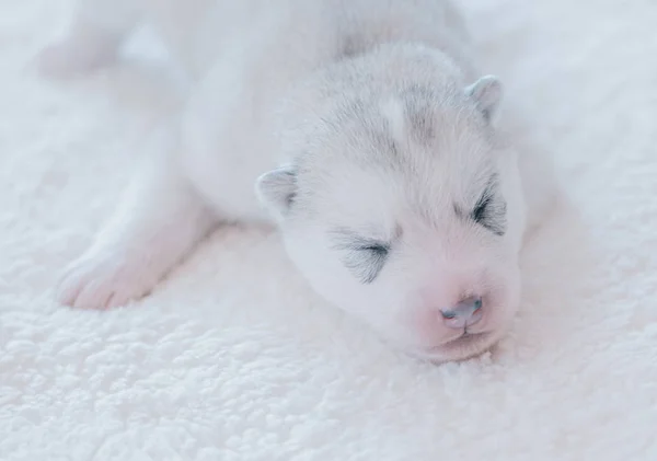 Bonito Filhote Cachorro Dormindo Close — Fotografia de Stock