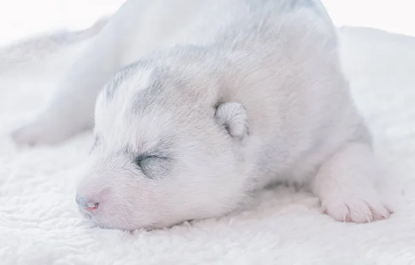 Chiot Mignon Dormant Dans Une Image Gros Plan — Photo